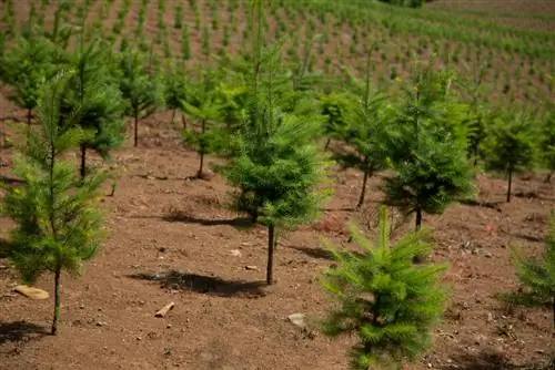 douglas fir plants