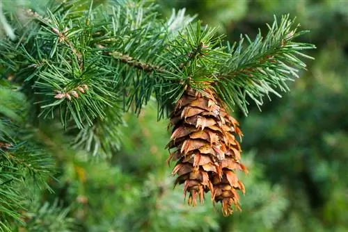 douglas fir poisonous