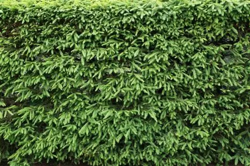 douglas fir hedge