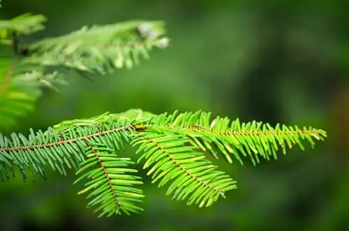 Douglas fir needles: hugis, kulay at maraming gamit na gamit