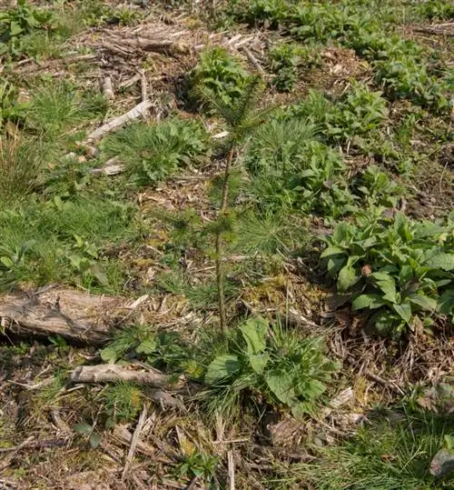 Douglasgranplantor: var kan man köpa och när man planterar?