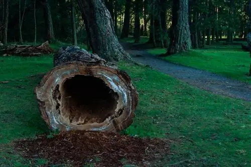 A është i sëmurë bredhi juaj Douglas? Njohni, parandaloni dhe trajtoni