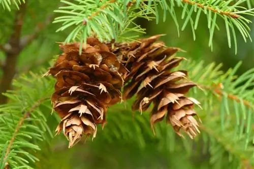 Douglas fir seeds: harvest, use and tips for buying