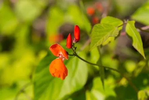 Fleur de haricot d'Espagne