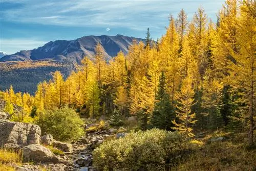 Cutting back larch: When is it useful and necessary?