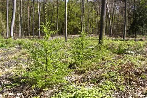 plantes de mélèze