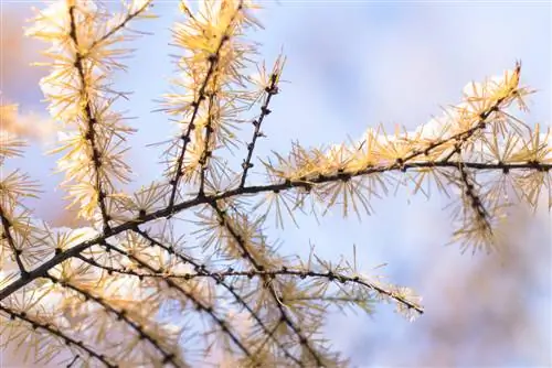 larch-dropping-needles-