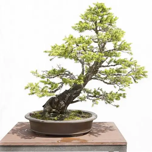 eglės bonsai