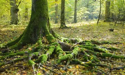 Sparren als bomen met ondiepe wortels: de voor- en nadelen in één oogopslag