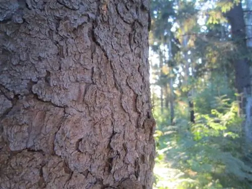 Tunnista ja käytä kuusen kuorta: Näin se toimii