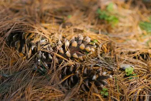 agujas de abeto