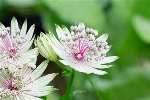 Astrantia