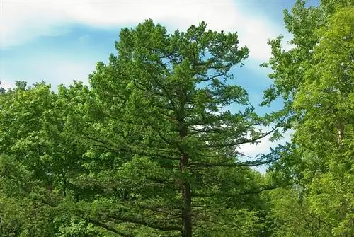 Larch in the home garden: profile and tips for care