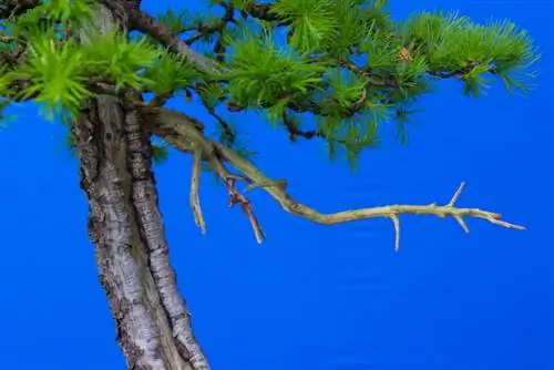 Bonsai larch: petua penjagaan untuk pertumbuhan & reka bentuk yang sihat