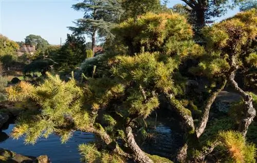 Corte de larício japonês: é assim que você consegue o corte perfeito