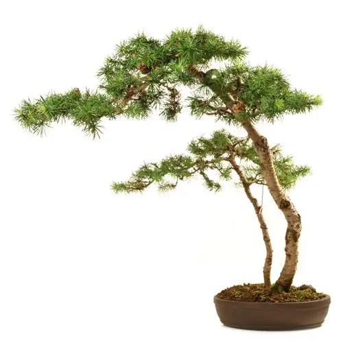 Japanese larch bonsai: Artfully design and maintain