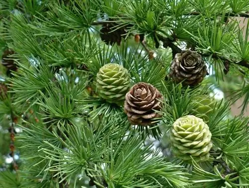 Larch cones: Everything about the fruit of the larch in detail