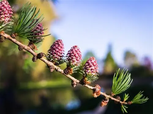 Marvel at the larch blossom: why it is so special