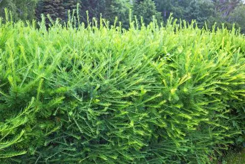 Larch topiary: Həqiqətən nə vaxt lazımdır?