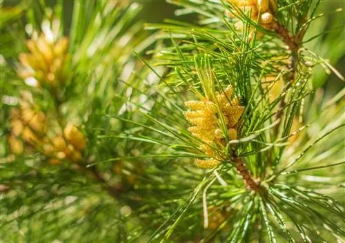 Larch in the garden: Don't worry, it is non-toxic