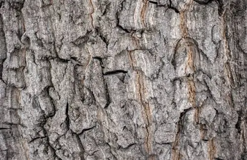 larch bark