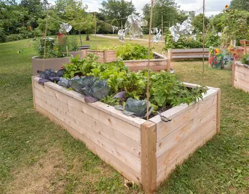 raised bed larch