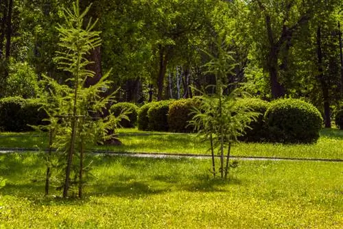 Lapegļu stādīšana: Kāds attālums jāievēro?