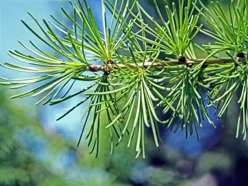 Larch needles: useful information from color change to use