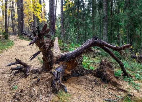 корен от лиственица