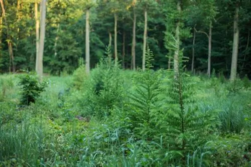 omstandigheden op de locatie van lariks