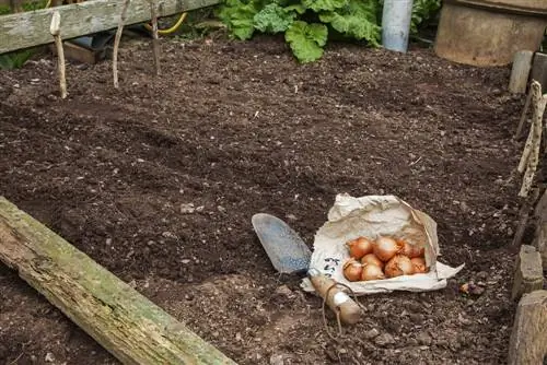 Kasvatage õigesti aromaatset šalottsibulat