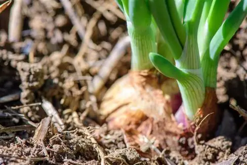 shallot plants