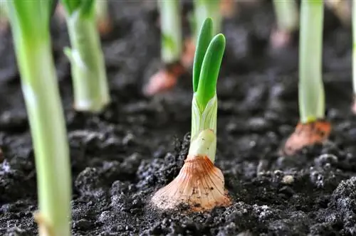 plantando cebolas à distância