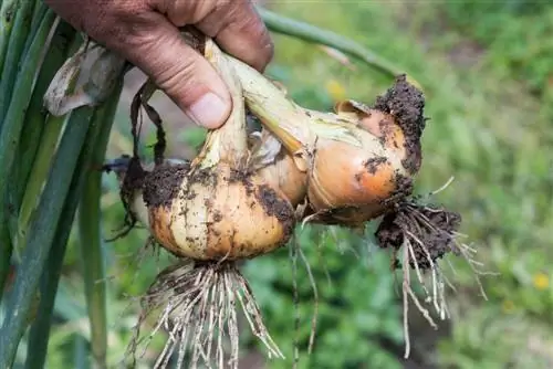 Harvest time for onions: When and how to harvest them correctly?