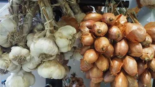 Menyimpan bawang: Dengan cara ini ia kekal segar dan boleh dimakan untuk masa yang lama