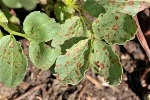 Broad Bean Diseases: Common Problems and Solutions