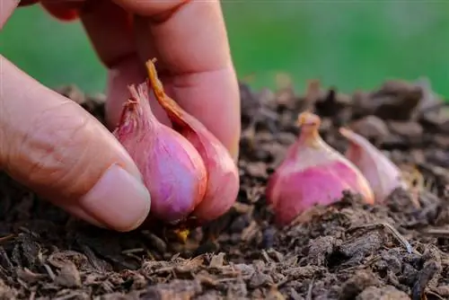 plantas de cebola roxa