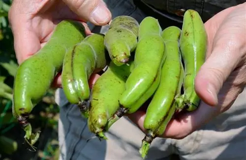 harvesting broad beans