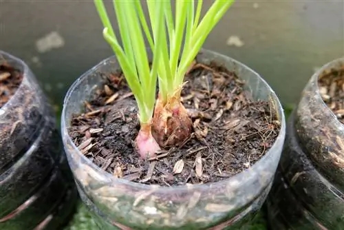 Verse uien vanaf het balkon: hoe u ze met succes kunt planten