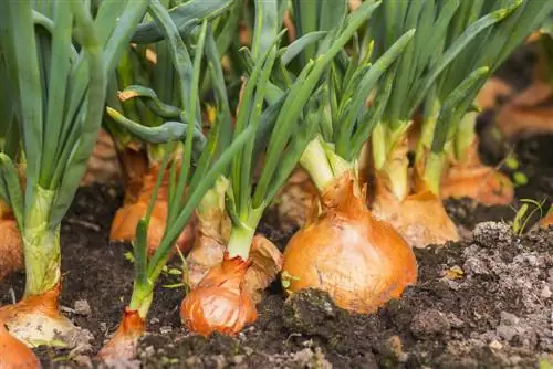 Úspešná výsadba cibule: vysvetlené krok za krokom