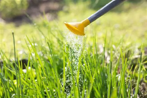 onions-watering