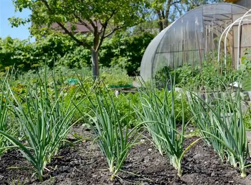 Cultivar cebollas en el jardín: así es como puedes hacerlo fácilmente