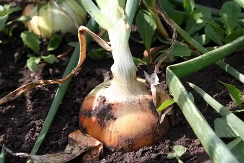 Harvest onions on time: This is how you can tell when they are ripe