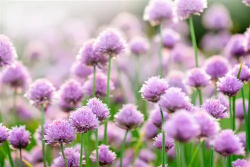 cebollas en flor