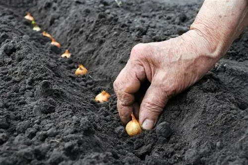 Пияз отырғызу: оларды бақшада өсіру өте оңай