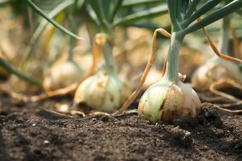 Sebelum menuai bawang: adakah masuk akal untuk memutar daun?