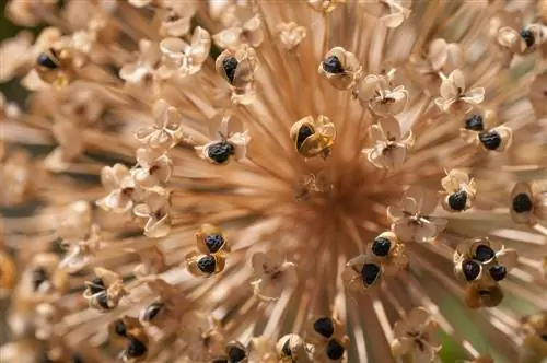 Propagació de cebes: com fer créixer plantes d'èxit