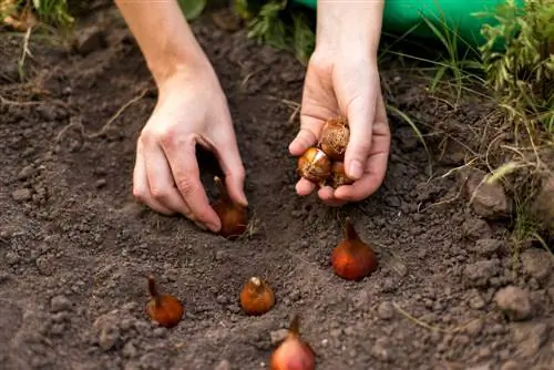 El otoño es época de plantar: planta los bulbos correctamente