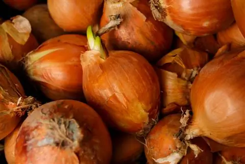 onions overwintering onions overwintering