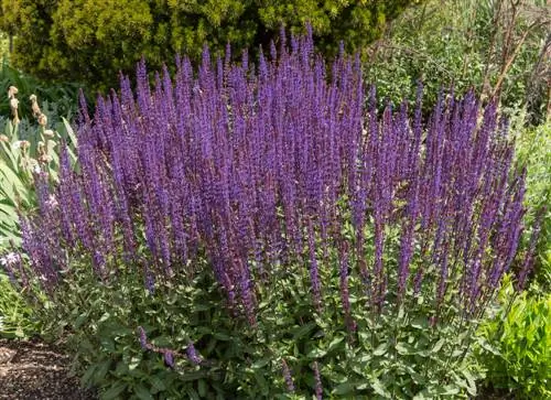 ornamental sage-edible